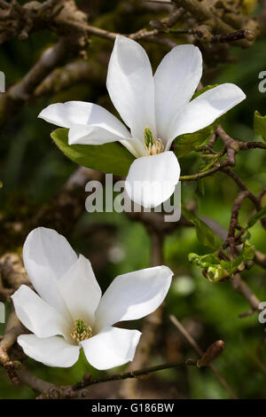 Weiße Blüten des kleinen, kompakten Frühling blühender Baum, Magnolia X loebneri 'Merrill' Stockfoto