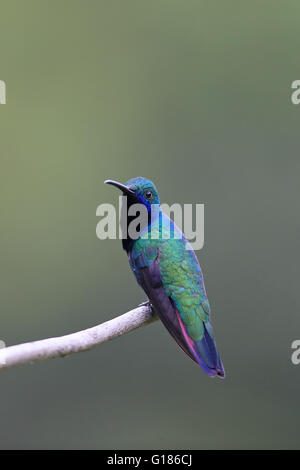 Black-throated Mango (Anthracothorax Nigricollis) Stockfoto