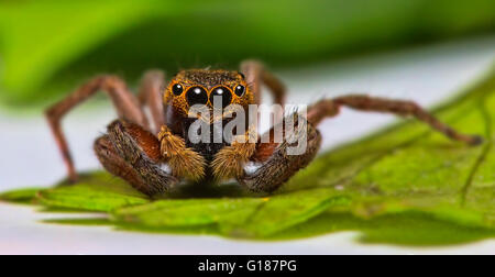 Kleine Spinne auf meinem Objektiv. Stockfoto