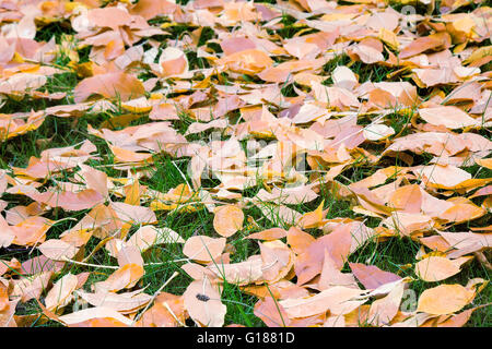 Schöne rote Blätter, gefallenen von Aspen, liegen auf dem Boden vor dem Hintergrund der grünen Moos. Stockfoto