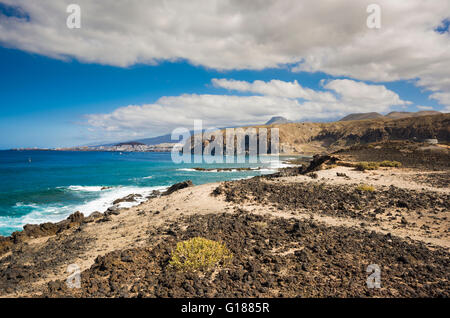 Zygophyllum fontanesii (Uvilla de mar, Meerestraube) wächst auf vulkanischem Felsen in der Nähe des Meeres bei Palm Mar, Teneriffa Stockfoto