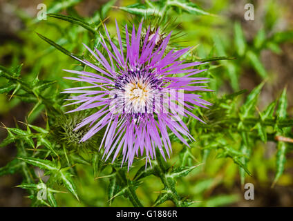 Galactites Tomentosa, einem weit verbreiteten Arten der Distel, wachsen wild in der Nähe von San Jose de Los Llanos, Teneriffa Stockfoto