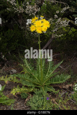 Sonchus Acaulis' (stammlose Sau-Distel) in Blüte in Monteverde Wald in der Nähe von Teno Alto, Teneriffa Stockfoto