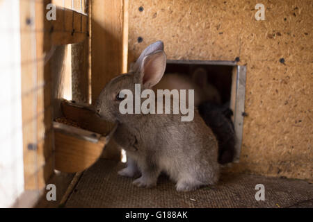 Kleine pelzige Hase Fütterung im Stall Bauernhof. Junge Kaninchen essen Körner in den Käfig Stockfoto