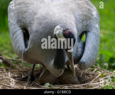 Kranich, Grus Grus, Begriff, auf den Eiern im Nest sitzen. Stockfoto