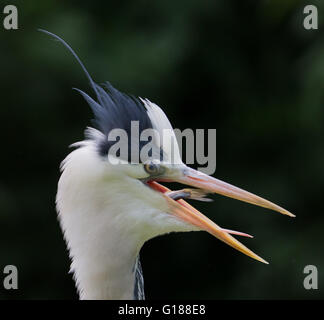 Ardea Cinerea - Graureiher, Kopfschuss, nur einen Fisch gefangen. Stockfoto