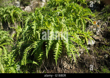 Die charakteristischen Blätter des "Sonchus Acaulis" (stammlose Sau-Distel) in Monteverde Wald in der Nähe von Teno Alto, Teneriffa Stockfoto