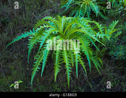 Die charakteristischen Blätter des "Sonchus Acaulis" (stammlose Sau-Distel) in Monteverde Wald in der Nähe von Teno Alto, Teneriffa Stockfoto