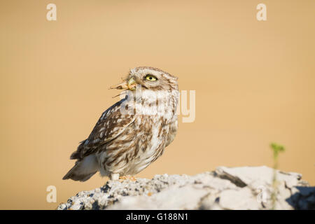Steinkauz (Athene Noctua) thront mit Insekten Beute in Rechnung. Provinz Lleida. Katalonien. Spanien. Stockfoto