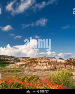 Montbretia (Crocosmia X crocosmiiflora) in Blüte im Moor in Kilcatherine, Beara Halbinsel, County Cork, Irland Stockfoto