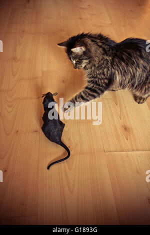 Tabby Katze spielen innen mit Kunststoff Ratte Stockfoto