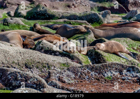 Kalifornischen Seelöwen ruhen in Los Islotes, Isla Espíritu Santo, im Meer von Cortez / Cortes in der Nähe von La Paz, Baja Sur-Mexiko. Stockfoto