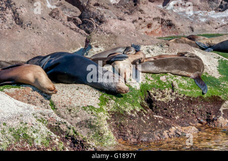 Sonnenbaden der kalifornischen Seelöwen in der Kolonie Los Islotes in der Nähe der Isla Espiritu Santo im Meer von Cortez/Cortes, nahe La Paz, Mexiko. Stockfoto