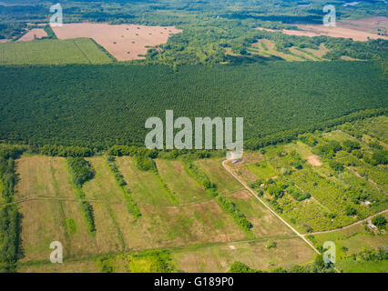 Provinz PUNTARENAS, COSTA RICA - Luftaufnahmen von Palmöl-Plantagen und Abrechnung. Stockfoto