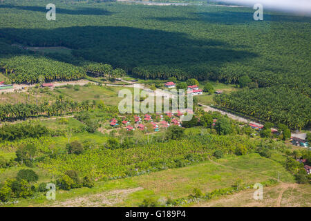 Provinz PUNTARENAS, COSTA RICA - Luftaufnahmen von Palmöl-Plantagen und Abrechnung. Stockfoto