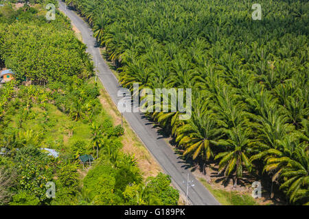 PALMAR SUR, COSTA RICA - Luftaufnahmen von Palmöl-Plantagen und Road, in der Provinz Puntarenas Stockfoto