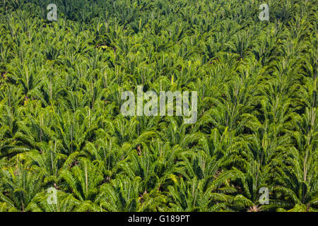 PALMAR SUR, COSTA RICA - Luftaufnahmen von Palmöl-Plantagen in der Provinz Puntarenas Stockfoto