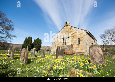 Narzissen Zeitpunkt Farndale, North Yorkshire. Kirche-Häuser. Stockfoto