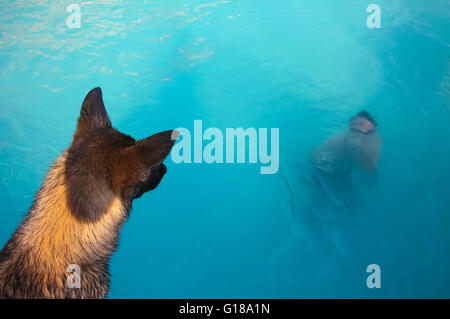 Hund beobachten Person im Schwimmbad Stockfoto