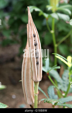 Schließen Sie herauf Bild des Abelmoschus Esculentus oder bekannte Okra oder Ladies Finger, Ochro oder Gumbo Samen in Samenkapseln Stockfoto