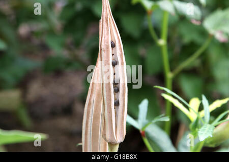 Schließen Sie herauf Bild des Abelmoschus Esculentus oder bekannte Okra oder Ladies Finger, Ochro oder Gumbo Samen in Samenkapseln Stockfoto