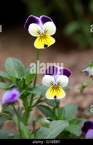 Viola Cornuta, Viola Tricolor oder bekannt als Viola Johnny Jump Up verwendet eine essbare Blume im Salat. Stockfoto