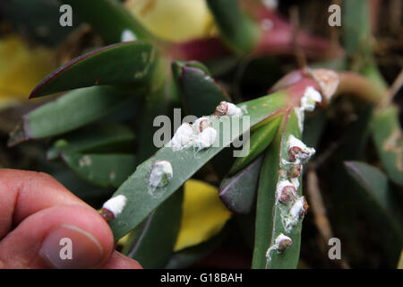 Nahaufnahme von Pulvinaria Innumerabilis oder bekannt als Cottony Ahorn-Skala auf Sukkulenten Stockfoto