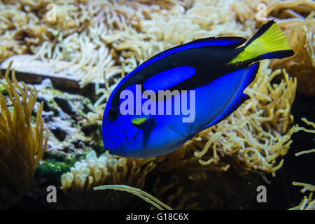 Blauer Doktorfisch (Paracanthurus Hepatus), ozeanische Museum, Oceanic Museum Monaco, Monaco Stockfoto