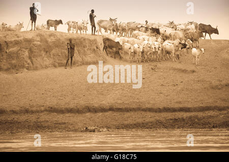 Nyangatom (Bumi) Hirten führt eine Kuhherde, Omo River Valley, Äthiopien Stockfoto