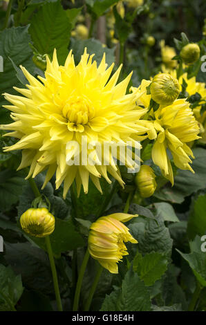 Dahlie Trooper Dan in Blüte Stockfoto