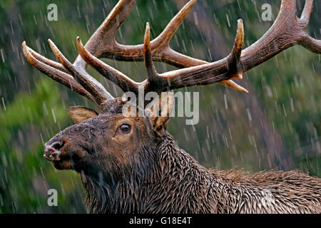 Elch Bulle mit großen Geweih im Spätherbst anhaltender Regen und nassen Schnee-Sturm. Stockfoto