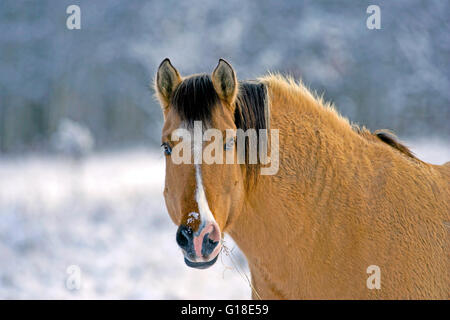 Fjord-Quarter-Horse-Porträt im winter Stockfoto