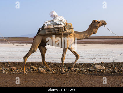 Kamelkarawanen mit Salz durch die Danakil-Senke, Afar-Region, Dallol, Äthiopien Stockfoto