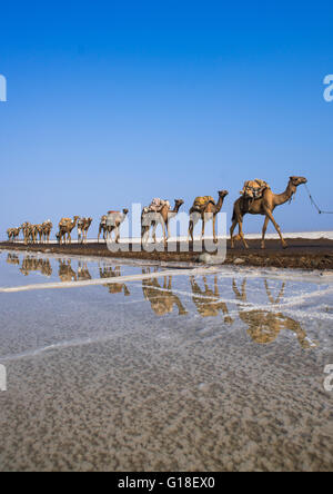 Kamelkarawanen die Salzblöcke in der Danakil-Senke, Afar-Region, Dallol, Äthiopien Stockfoto