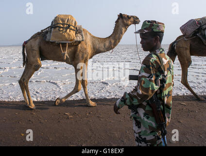 Kamelkarawanen mit Salz durch die Danakil-Senke, Afar-Region, Dallol, Äthiopien Stockfoto