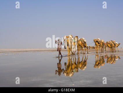 Der Ferne Stamm Mann Kamelkarawanen die Salzblöcke in der Danakil-Senke, Afar-Region, Dallol, Äthiopien Stockfoto