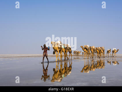 Der Ferne Stamm Mann Kamelkarawanen die Salzblöcke in der Danakil-Senke, Afar-Region, Dallol, Äthiopien Stockfoto