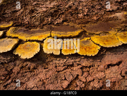 Der bunte Vulkanlandschaft der Dallol in der Danakil-Senke, Afar-Region, Dallol, Äthiopien Stockfoto