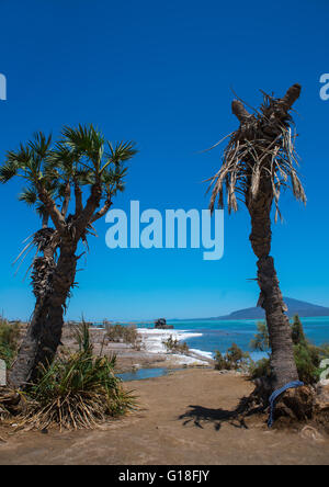 Palmen Sie vor einem Salzsee, der Ferne Region, Afdera, Äthiopien Stockfoto