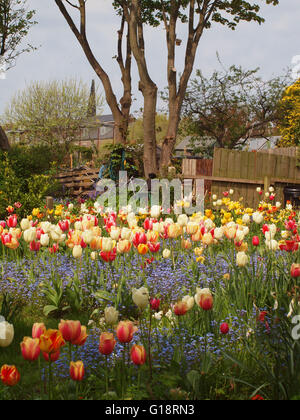 Newcastle Upon Tyne, 11. Mai 2016, Großbritannien Wetter. Farbenfrohe Insel Frühlingsblumen auf der Wiese bei Tynemouth, North Tyneside an einem dunstigen sonnigen Tag. Bildnachweis: James Walsh/Alamy Live-Nachrichten Stockfoto