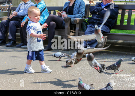 Glasgow, Vereinigtes Königreich. 11. Mai 2016. Harris Connell MacKay, im Alter von 18 Monaten ab Glasgow übt seine neuen laufenden Fähigkeiten durch Jagd auf Tauben der Stadt rund um den George Square, Glasgow, in der warmen Frühlingssonne. Bildnachweis: Findlay/Alamy Live-Nachrichten Stockfoto