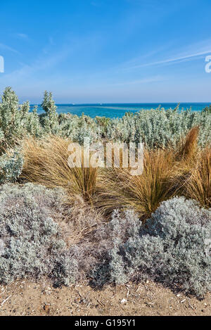 Strauch und Rasen am Strand vor dem Hintergrund einer türkisblauen Meer und Himmel Stockfoto
