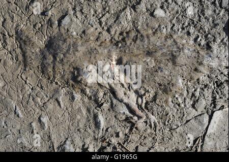 Gemeinsamen Kröte, Bufo Bufo, Überfahren eines Fahrzeugs während der Laichzeit in einer Pfütze auf einem Track dann getrockneten, Wales, UK Stockfoto