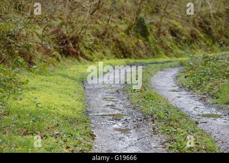 Holz-Wolfsmilch, Euphorbia Amygdaloides neben einem Wald Track, Wales, Großbritannien Stockfoto