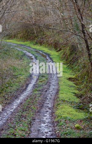 Neben einem Wald Track, Wales, Großbritannien Stockfoto