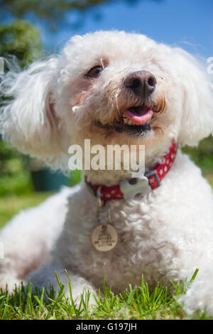 Ein Erwachsenen Bichon Frise Rüde in einem Landschaftsgarten im Sommer Stockfoto