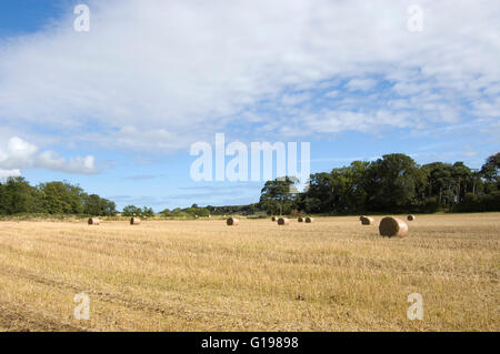 Heuballen, trocknen in der Spätsommer-Sonne, Northumberland Stockfoto