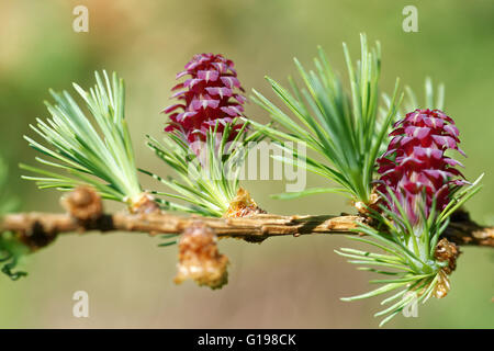 Eisprung Kegel und Blütenstaub Kegel der Lärche Baum im Frühling, Anfang Mai. Stockfoto
