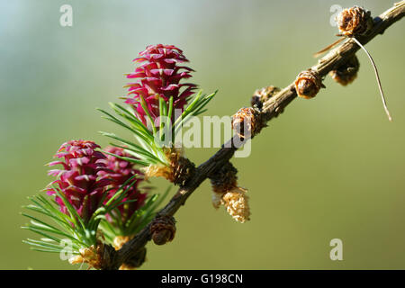 Eisprung Kegel und Blütenstaub Kegel der Lärche Baum im Frühling, Anfang Mai. Stockfoto