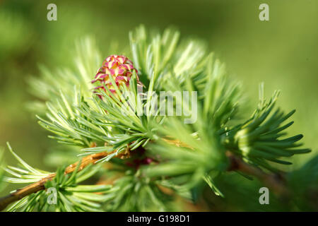Eisprung Kegel (Strobilus) Lärche Baum im Frühling, Anfang Mai. Stockfoto